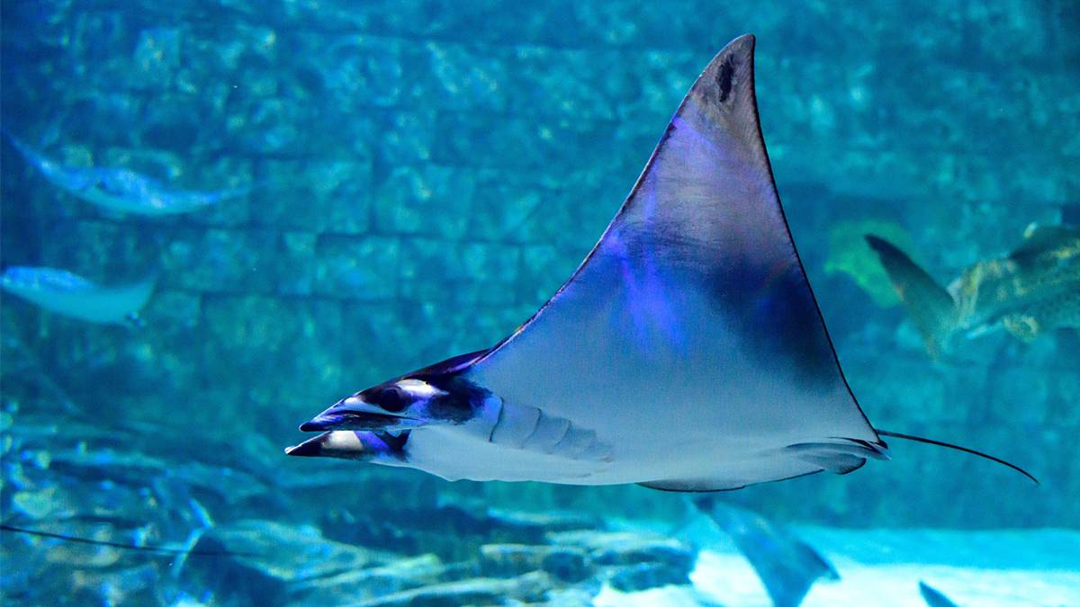 view from under a Stingray swimming through pool at SeaWorld in Orlando, Florida, USA
